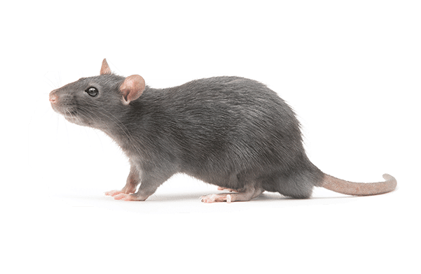 Dératisation de rat